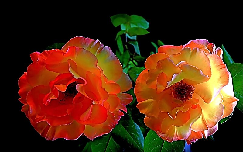 Two Orange Roses — Dramatic, Photograph, Green Leaves