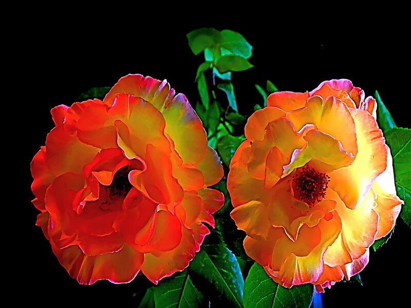 Two Orange Roses — Dramatic, Photograph, Leaves