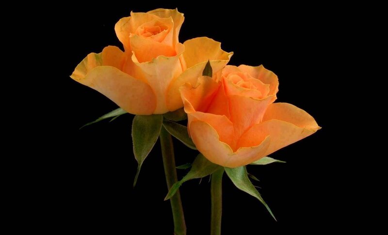 Two Orange Roses — Dramatic, Photograph, Stems