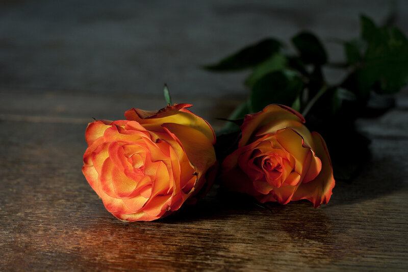Two Orange Roses — Dramatic, Photograph