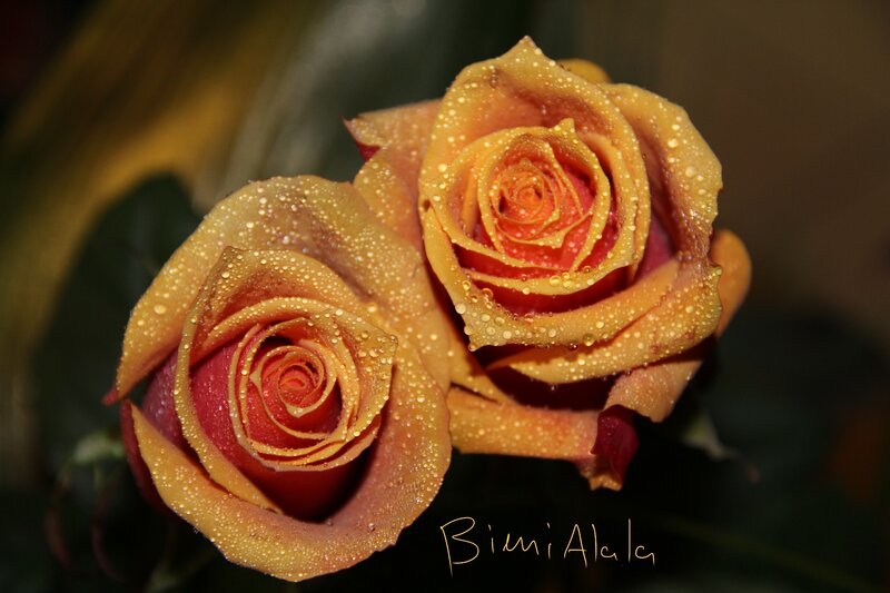 Two Orange Roses — Dramatic, Photograph, Water Droplets