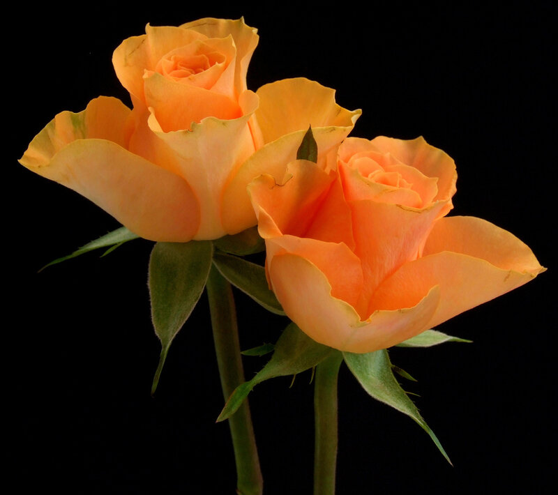 Two Orange Roses — Dramatic