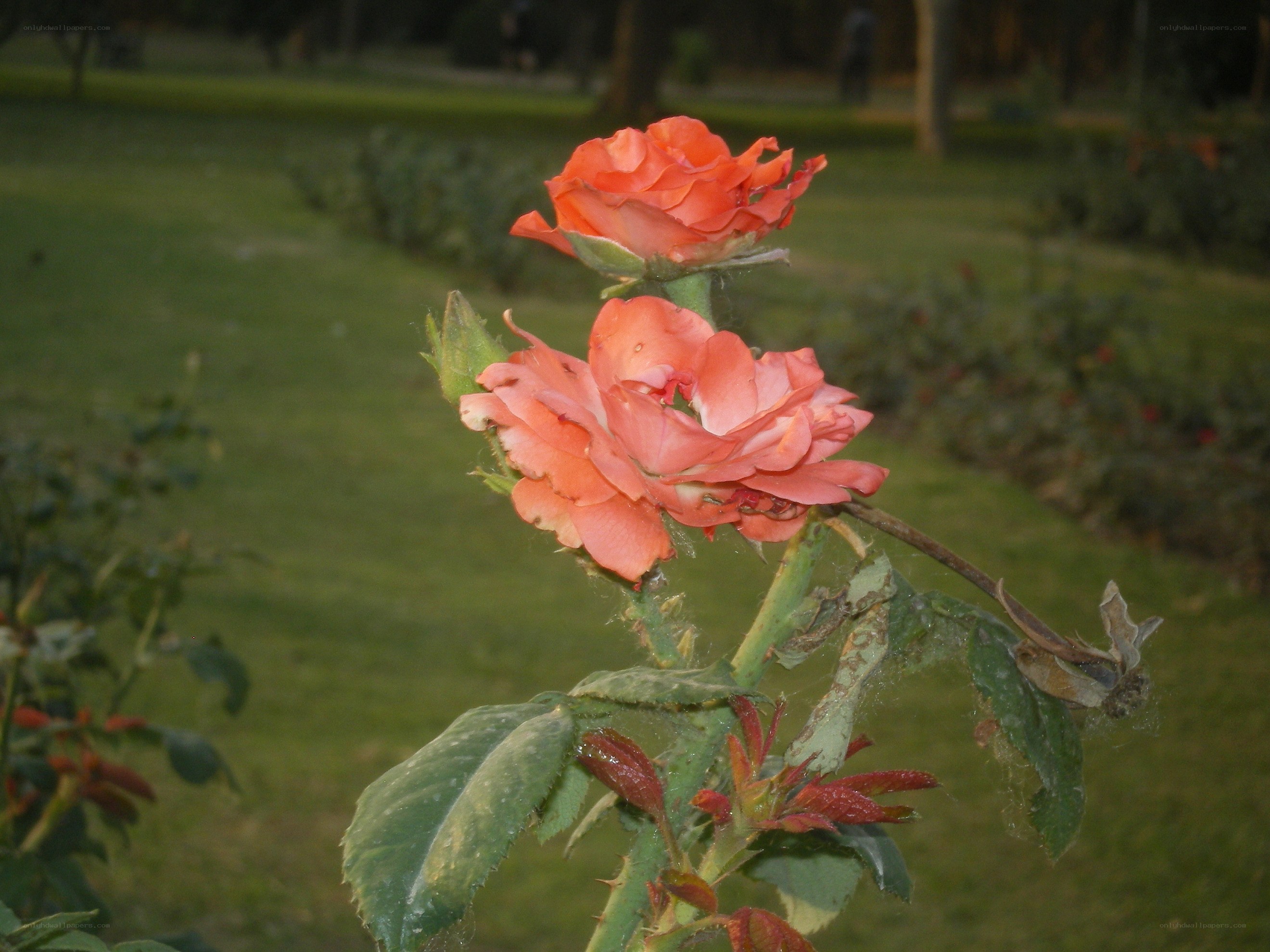 Two orange roses in a garden