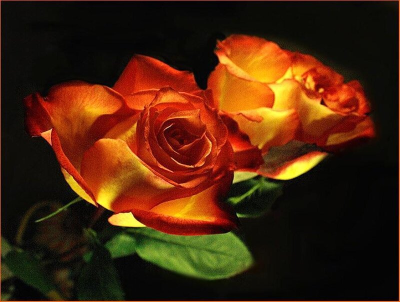 Two orange roses in spotlight