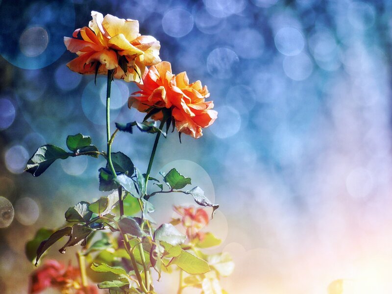 Two Orange Roses — Serene, Afternoon, Photograph, Green Leaves