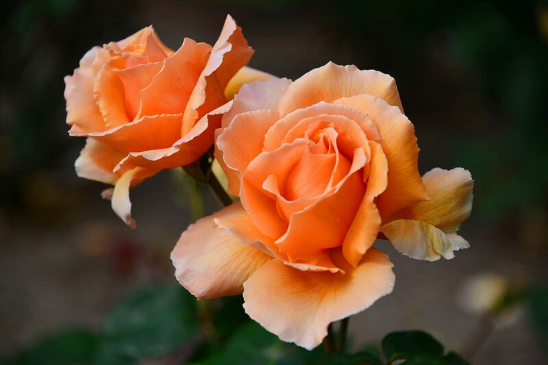 Two Orange Roses — Serene, Afternoon, Photograph