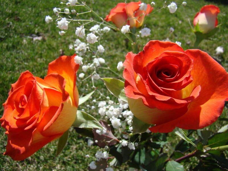 Two Orange Roses — Serene, Afternoon