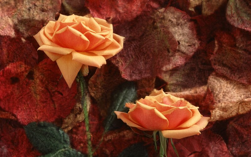 Two Orange Roses — Serene, Autumn, Photograph