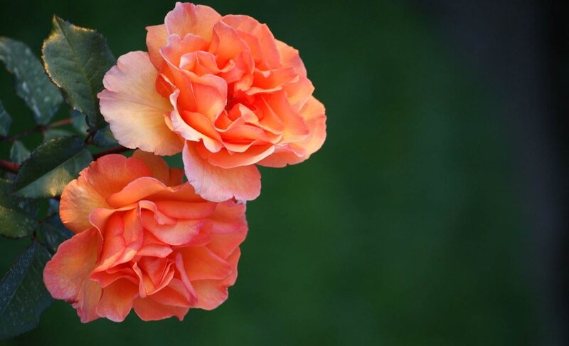 Two Orange Roses — Serene, Sunset