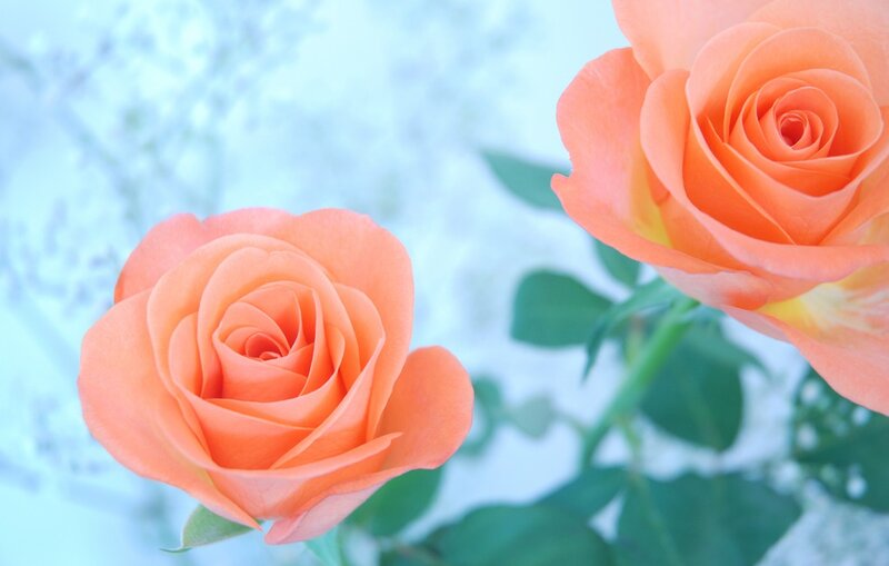 Two Orange Roses — Serene