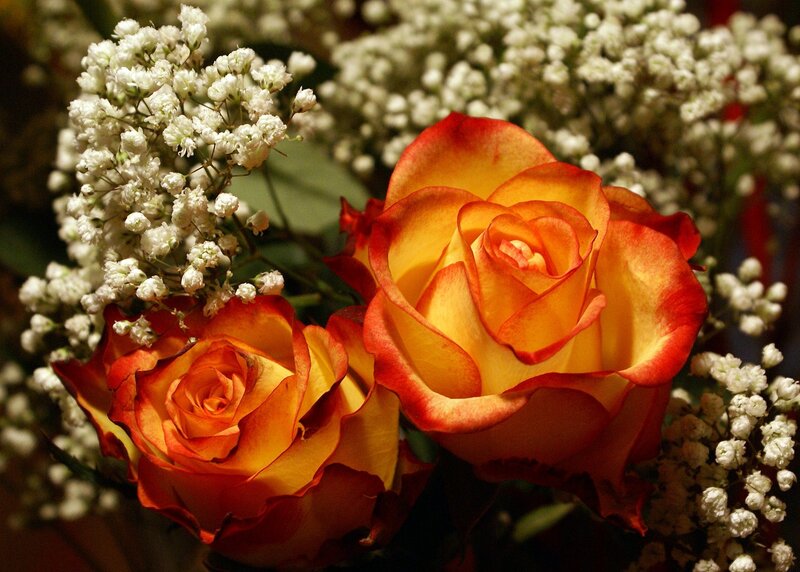 Two Orange Roses