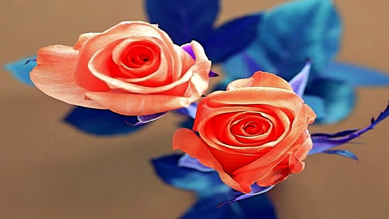 Two orange roses with blue leaves