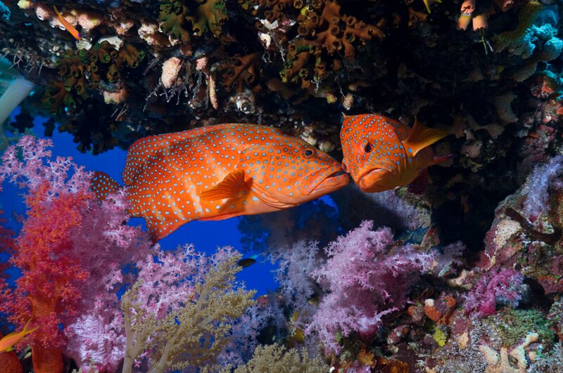 Two Orange Spotted Fish