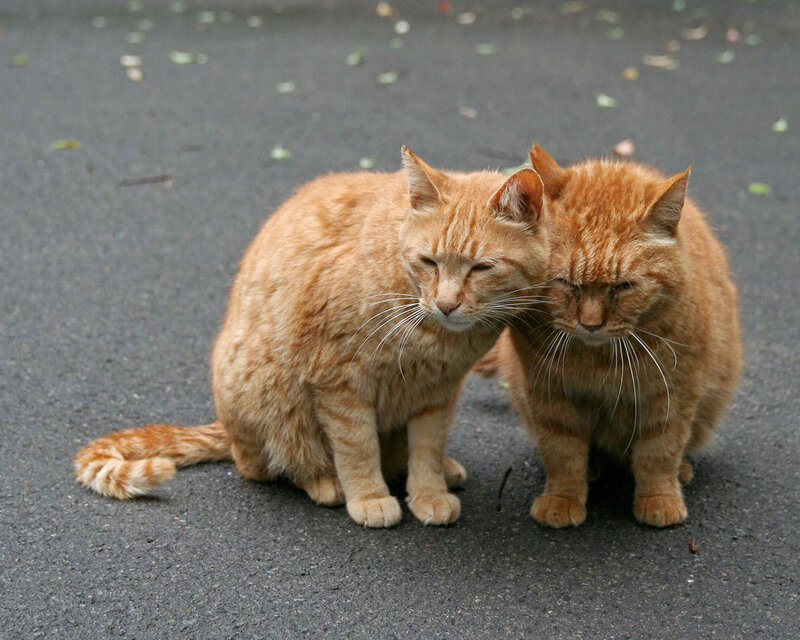 Two Orange Tabby Cats — Calm, Afternoon