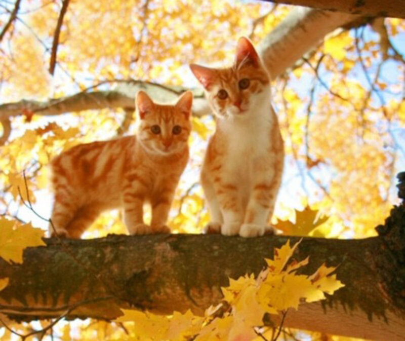 Two Orange Tabby Cats — Calm, Autumn, Photograph
