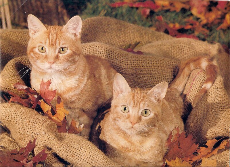 Two Orange Tabby Cats — Calm, Autumn