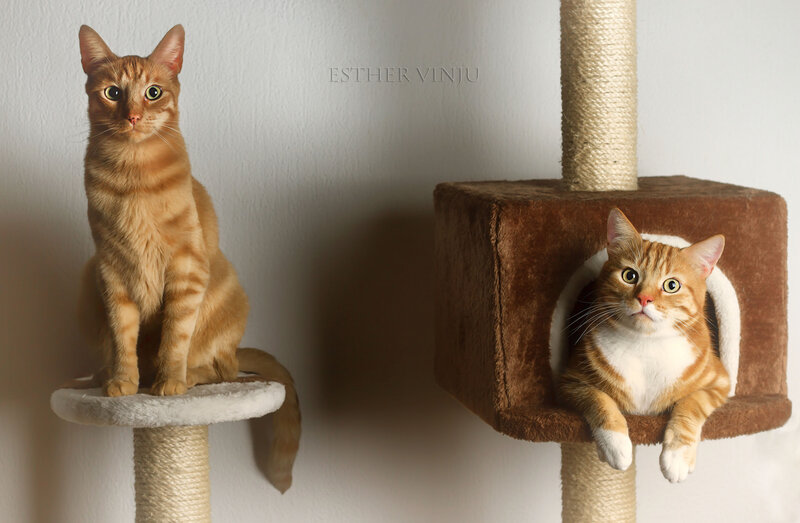 Two Orange Tabby Cats — Calm, Photograph, Cat Tree
