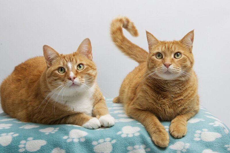 Two Orange Tabby Cats — Calm, Photograph