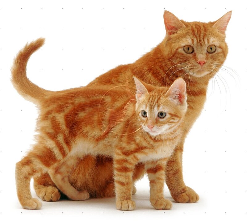 Two Orange Tabby Cats — Neutral