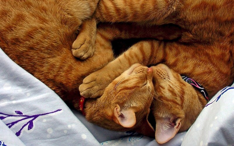 Two Orange Tabby Cats — Peaceful, Photograph, Collars