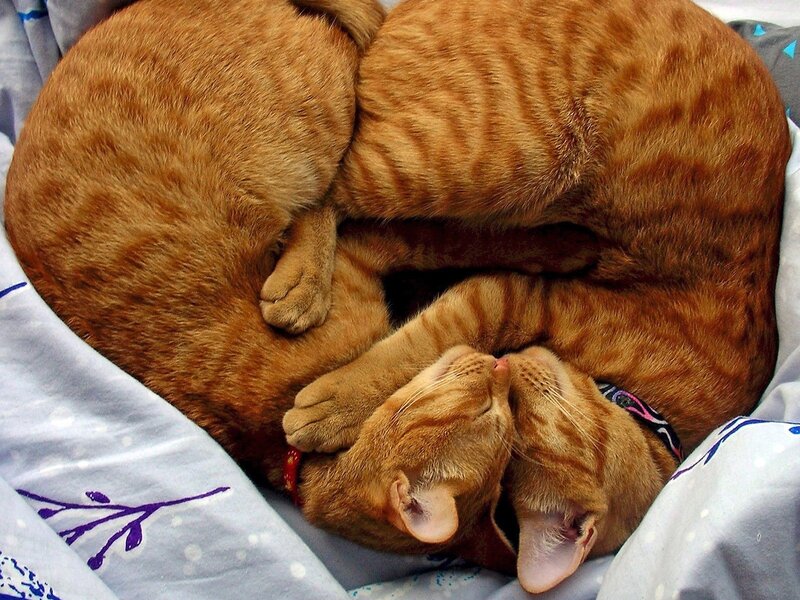 Two Orange Tabby Cats — Peaceful, Photograph