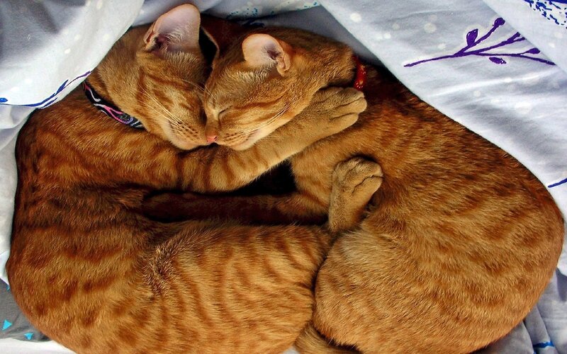 Two Orange Tabby Cats — Peaceful