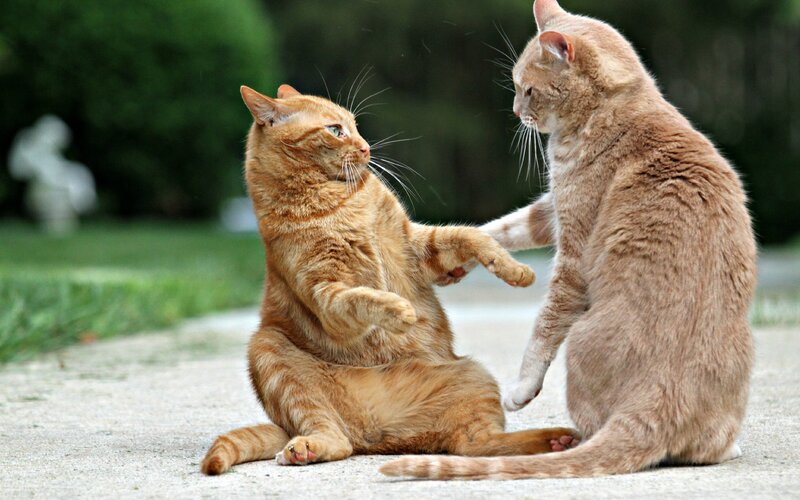 Two Orange Tabby Cats — Playful, Afternoon