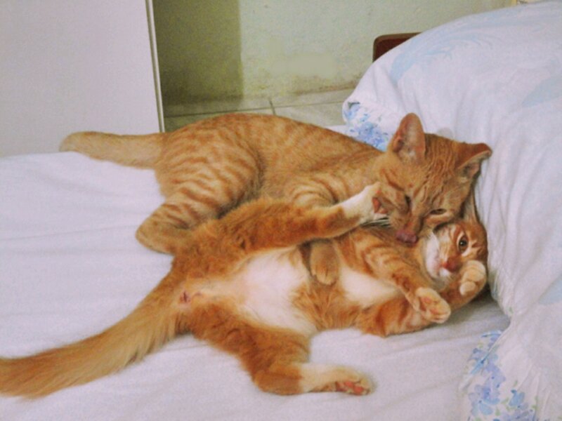 Two Orange Tabby Cats — Playful