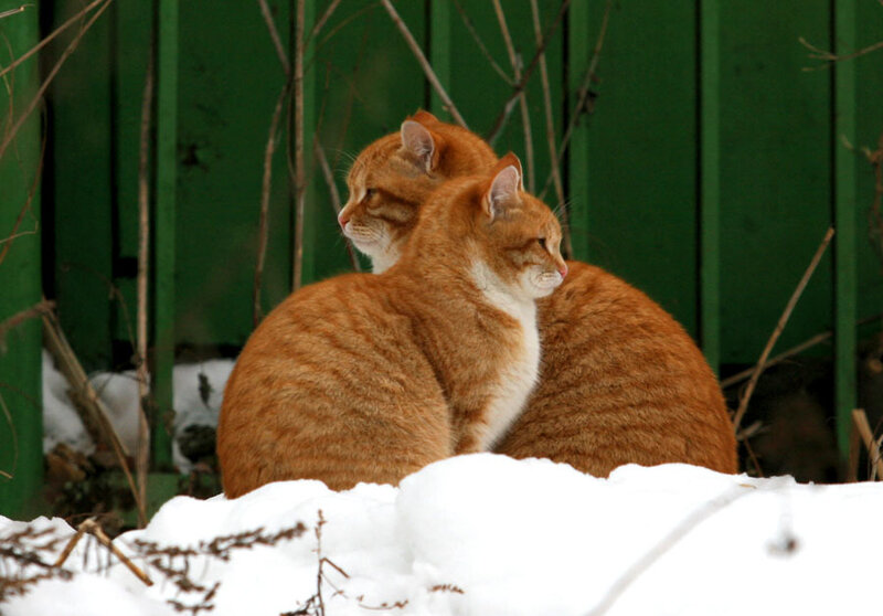 Two Orange Tabby Cats