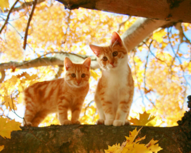 Two Orange Tabby Cats — Yellow