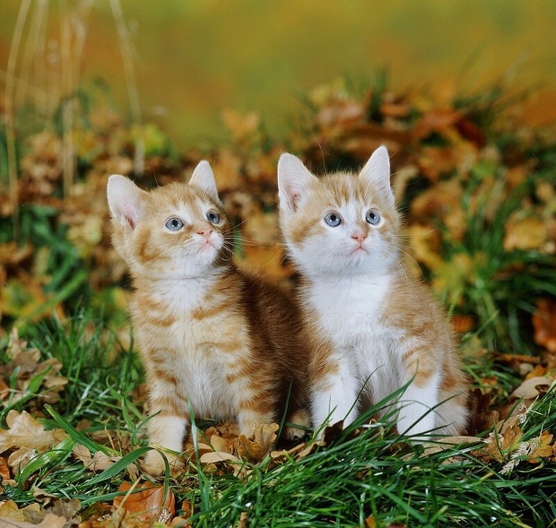 Two Orange Tabby Kittens — Calm, Autumn