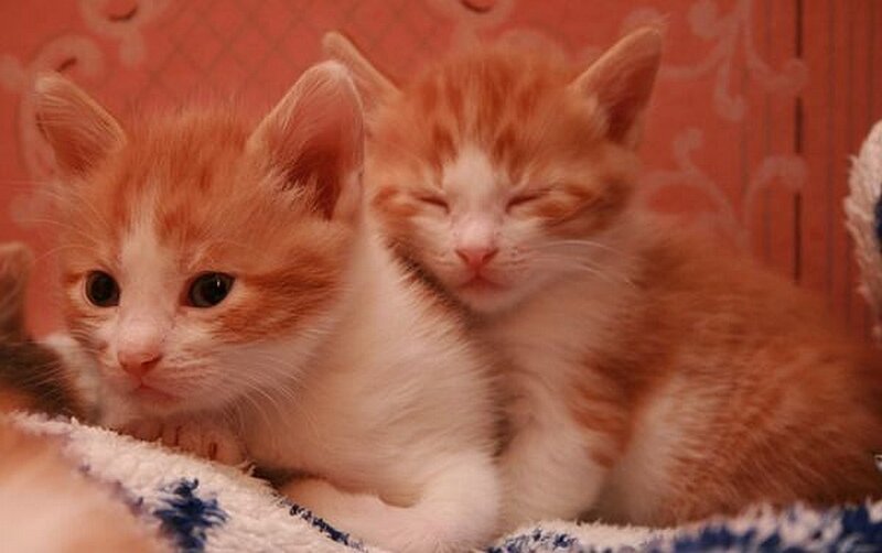 Two Orange Tabby Kittens — Calm, Photograph