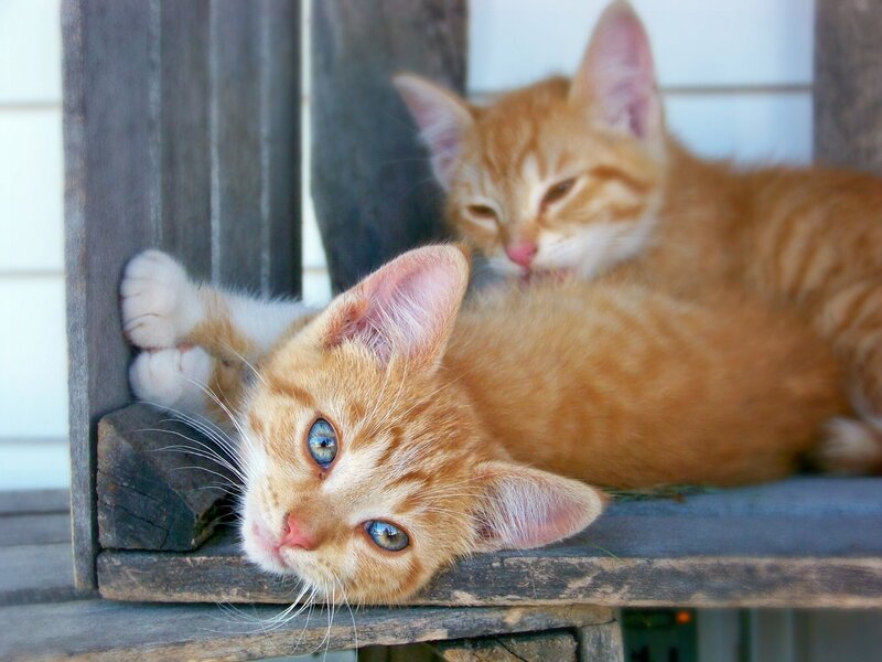 Two Orange Tabby Kittens — Calm