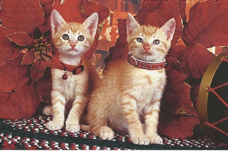 Two Orange Tabby Kittens — Festive