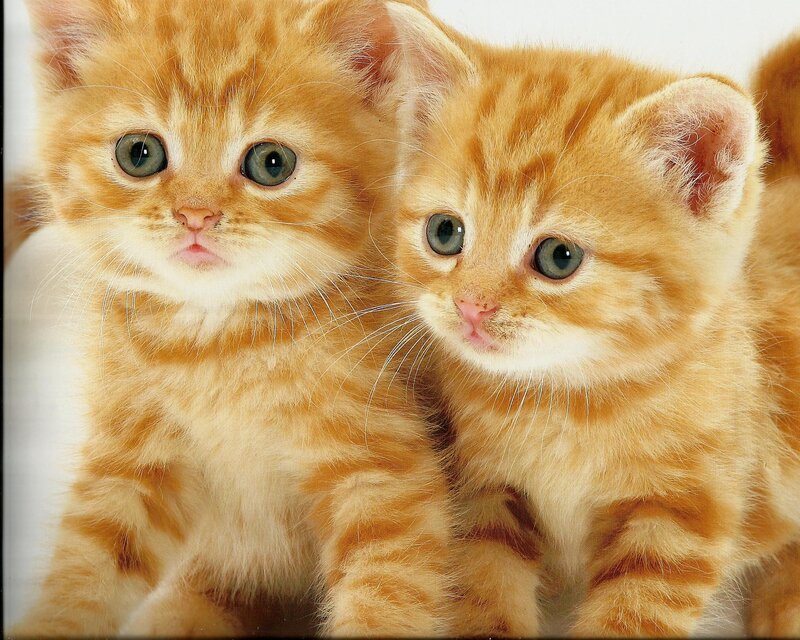 Two Orange Tabby Kittens — Innocent, Photograph