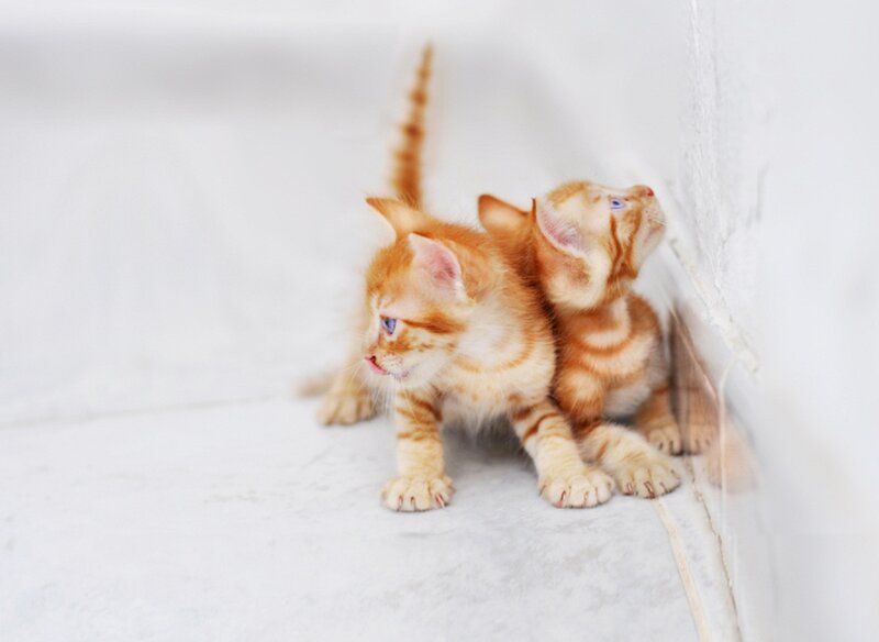 Two Orange Tabby Kittens — Innocent