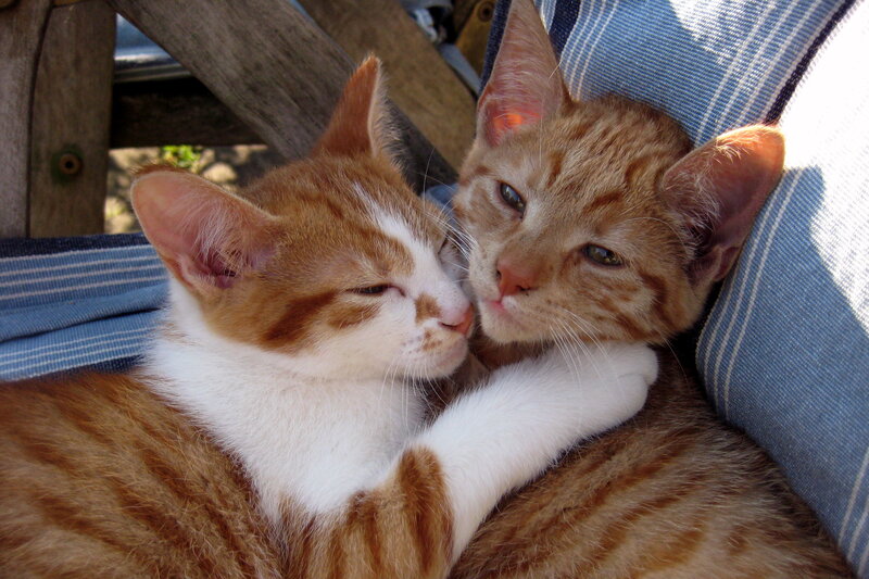 Two Orange Tabby Kittens — Peaceful