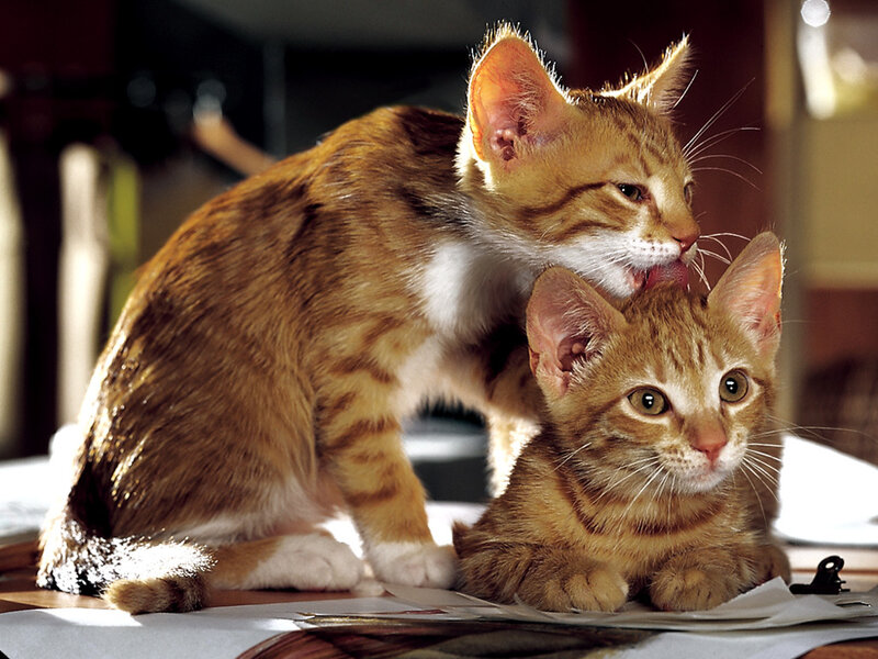 Two Orange Tabby Kittens