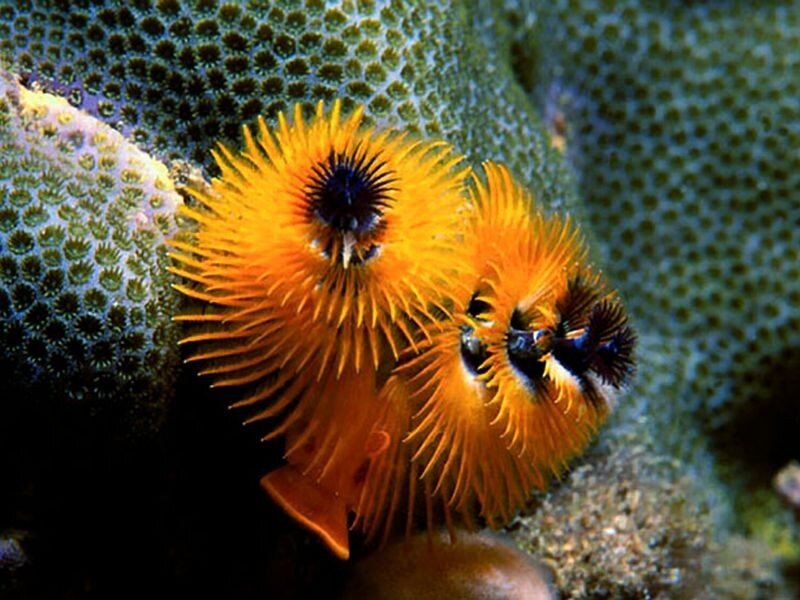 Two Orange Tube Worms