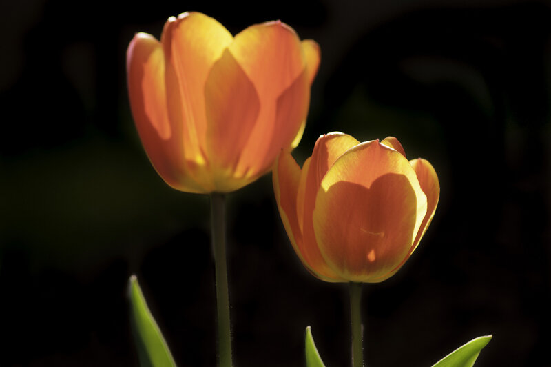 Two Orange Tulips — Dramatic