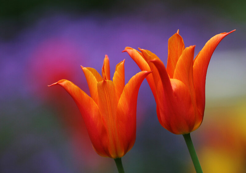 Two orange tulips in bloom