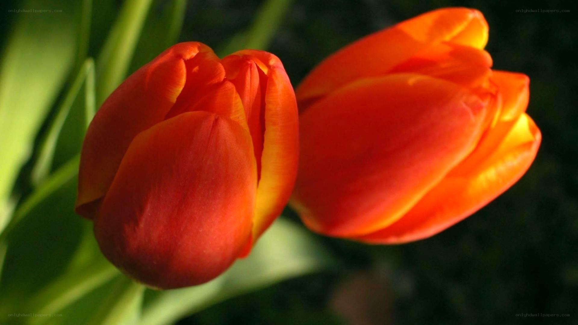 Two orange tulips in sunlight