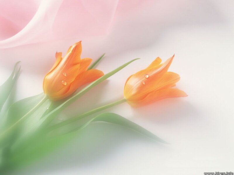 Two Orange Tulips — Serene, Photograph, Drops