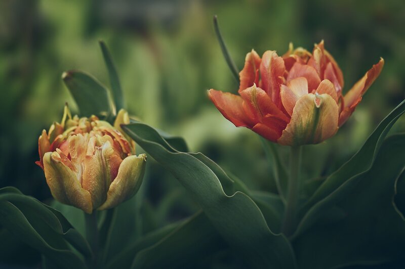 Two Orange Tulips — Serene, Spring