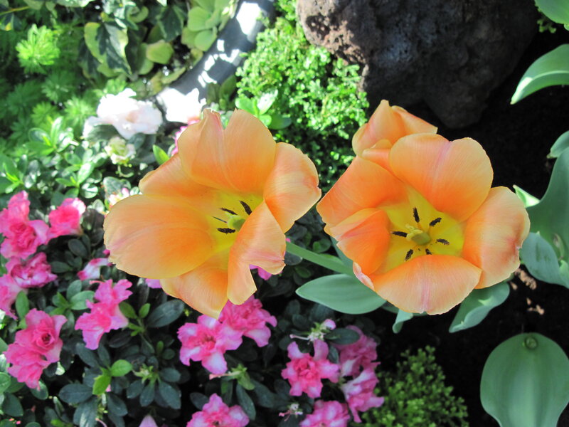 Two Orange Tulips — Serene