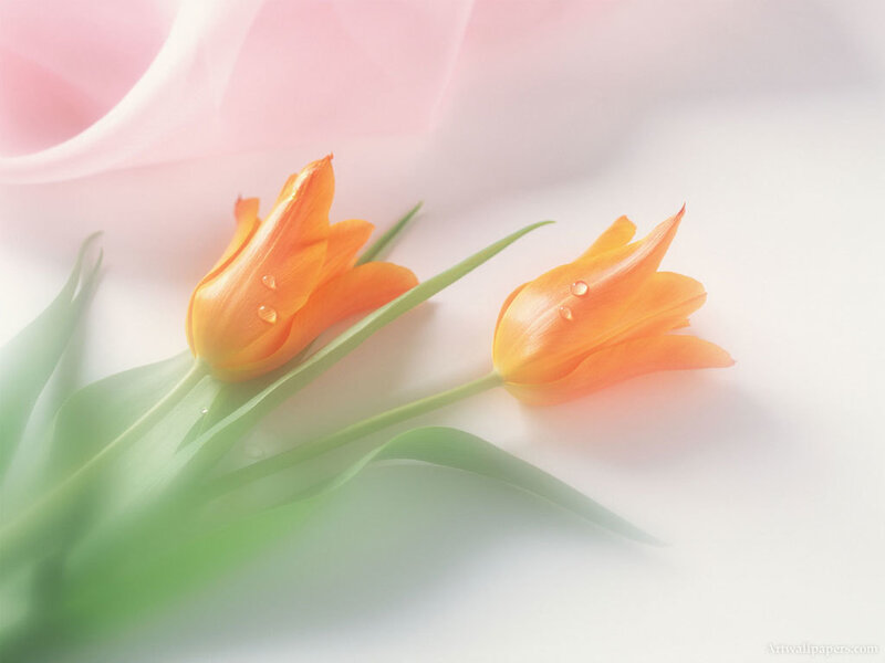 Two Orange Tulips