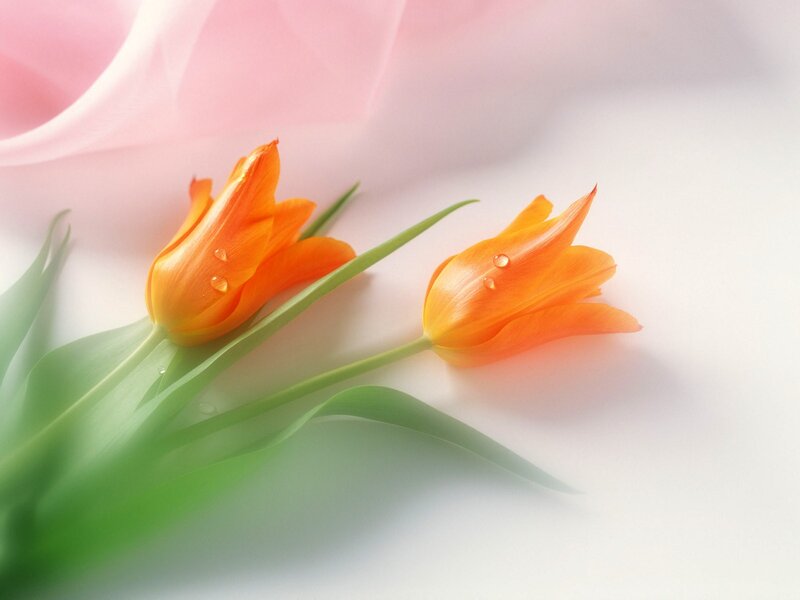 Two orange tulips with dew drops