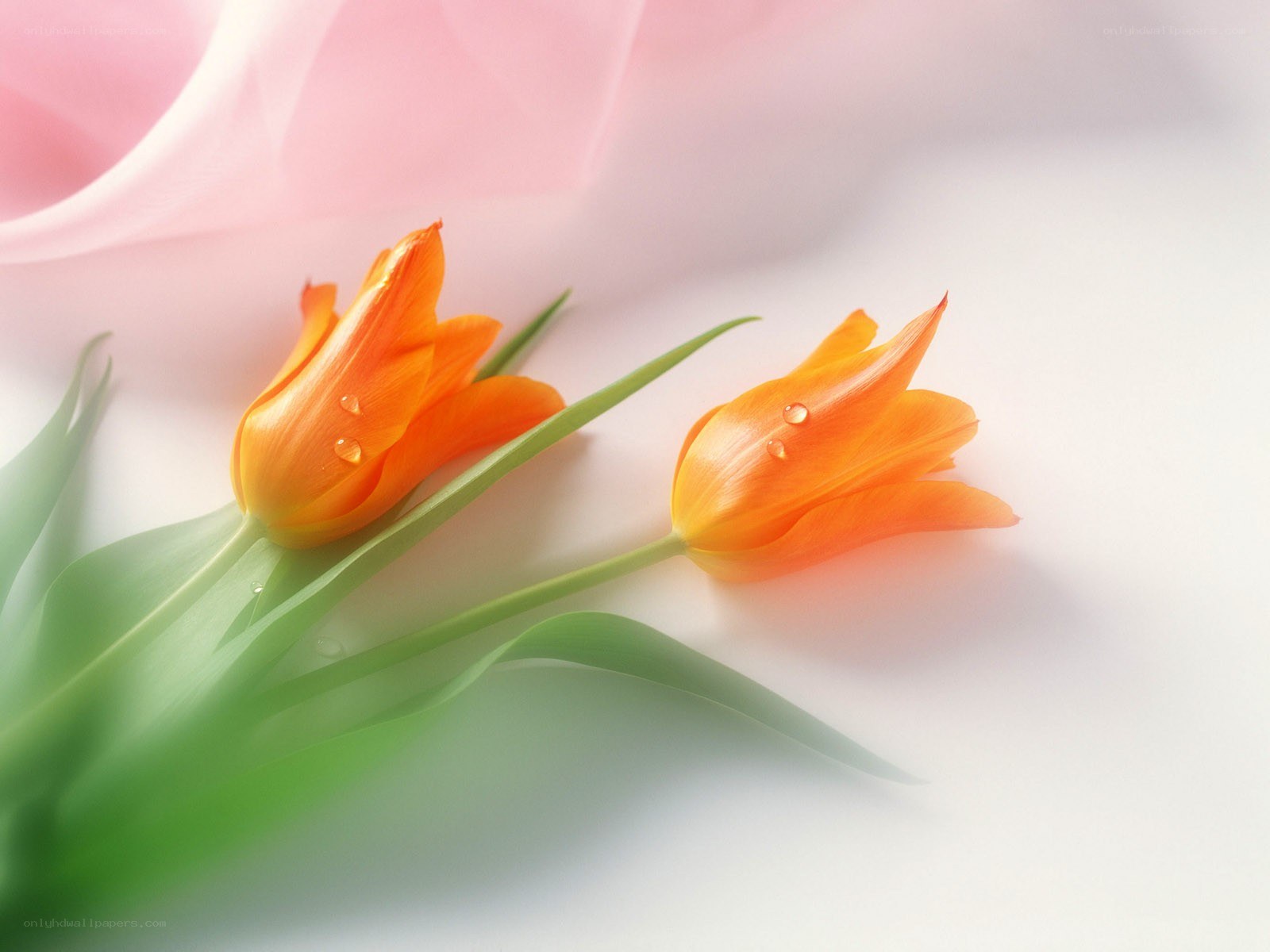 Two orange tulips with dew drops