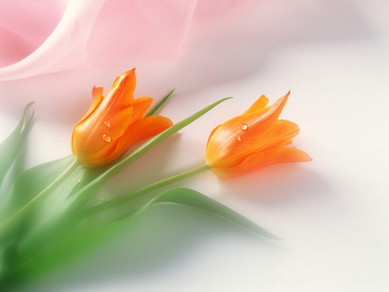 Two orange tulips with dew