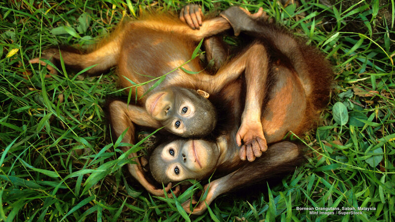 Two Orangutan Infants